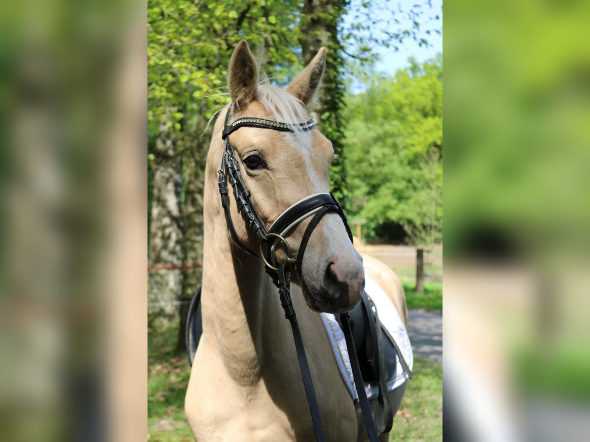 Mały koń niemiecki Ogier 3 lat 146 cm Izabelowata in Fürstenau