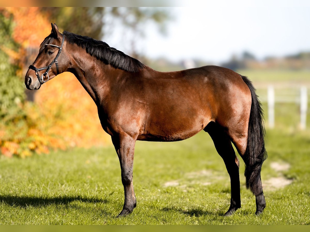 Mecklemburgo Caballo castrado 10 años 162 cm Castaño in Rackwitz