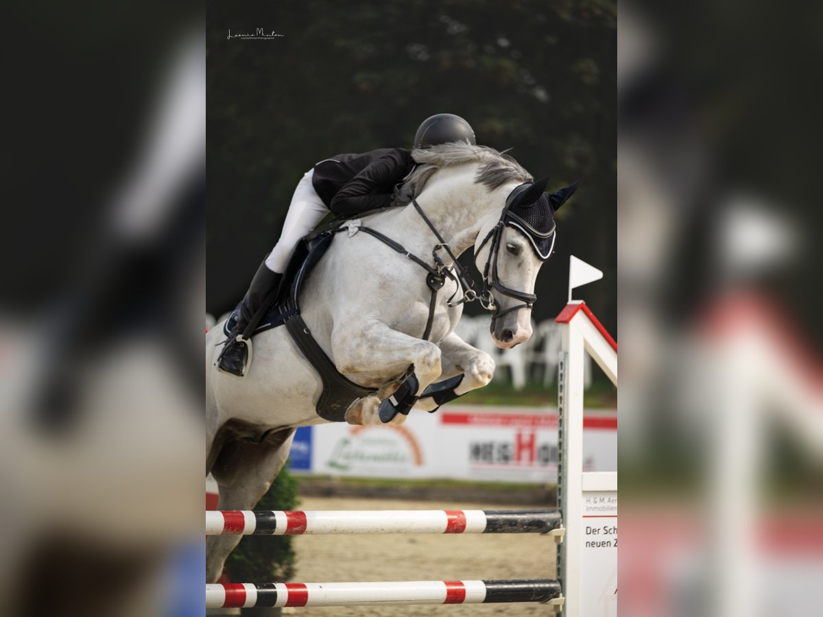 Mecklemburgo Caballo castrado 10 años 170 cm Tordo in Nettetal