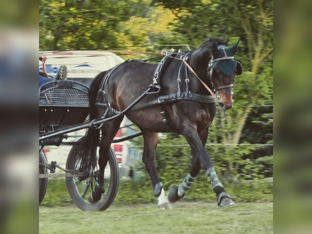 Mecklemburgo Caballo castrado 11 años 168 cm Castaño in Rühn