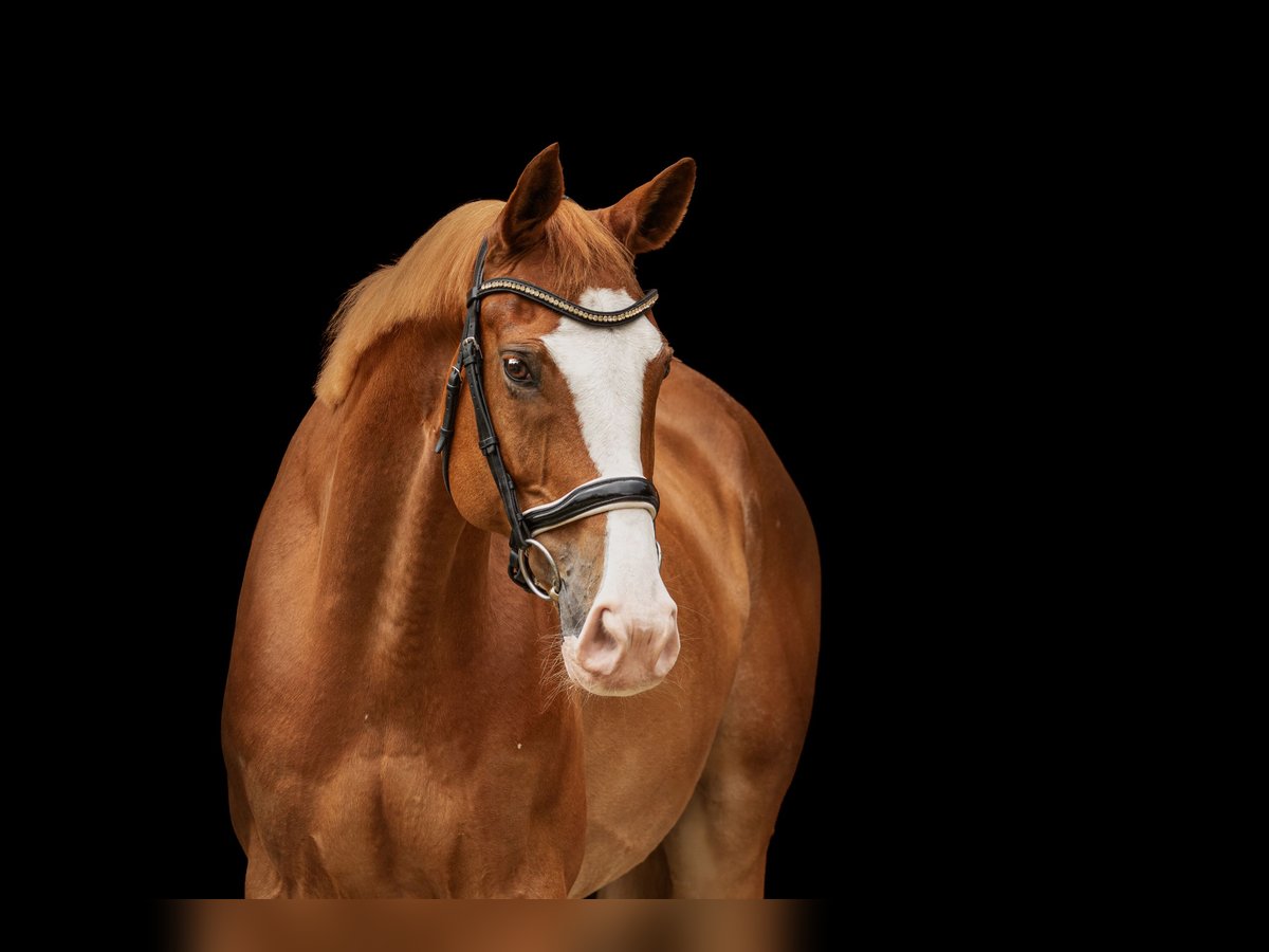 Mecklemburgo Caballo castrado 11 años 170 cm Alazán in Trebbin