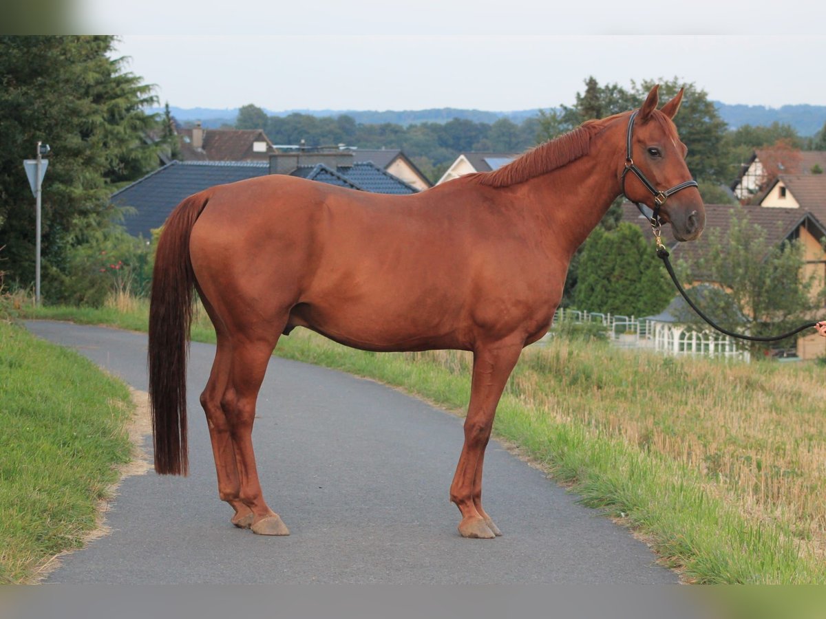 Mecklemburgo Caballo castrado 12 años 167 cm Alazán-tostado in Solingen