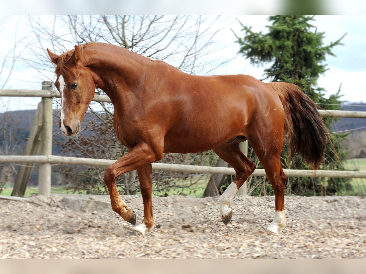 Mecklemburgo Caballo castrado 12 años 170 cm Alazán in Rietberg