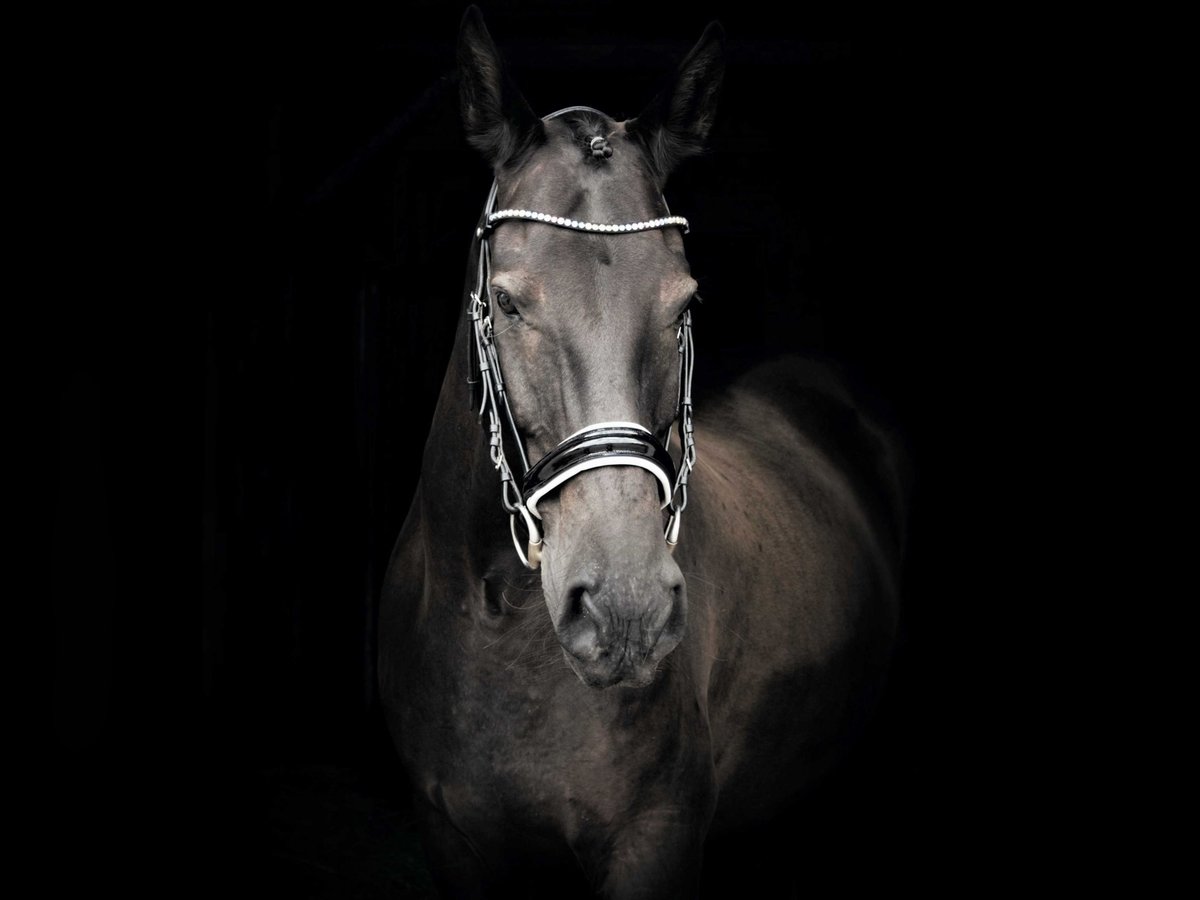 Mecklemburgo Mestizo Caballo castrado 14 años 168 cm Negro in Neubrandenburg