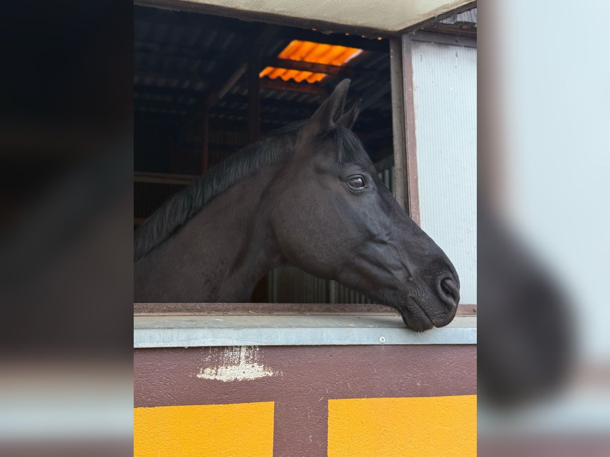 Mecklemburgo Caballo castrado 15 años 168 cm Negro in Niepars