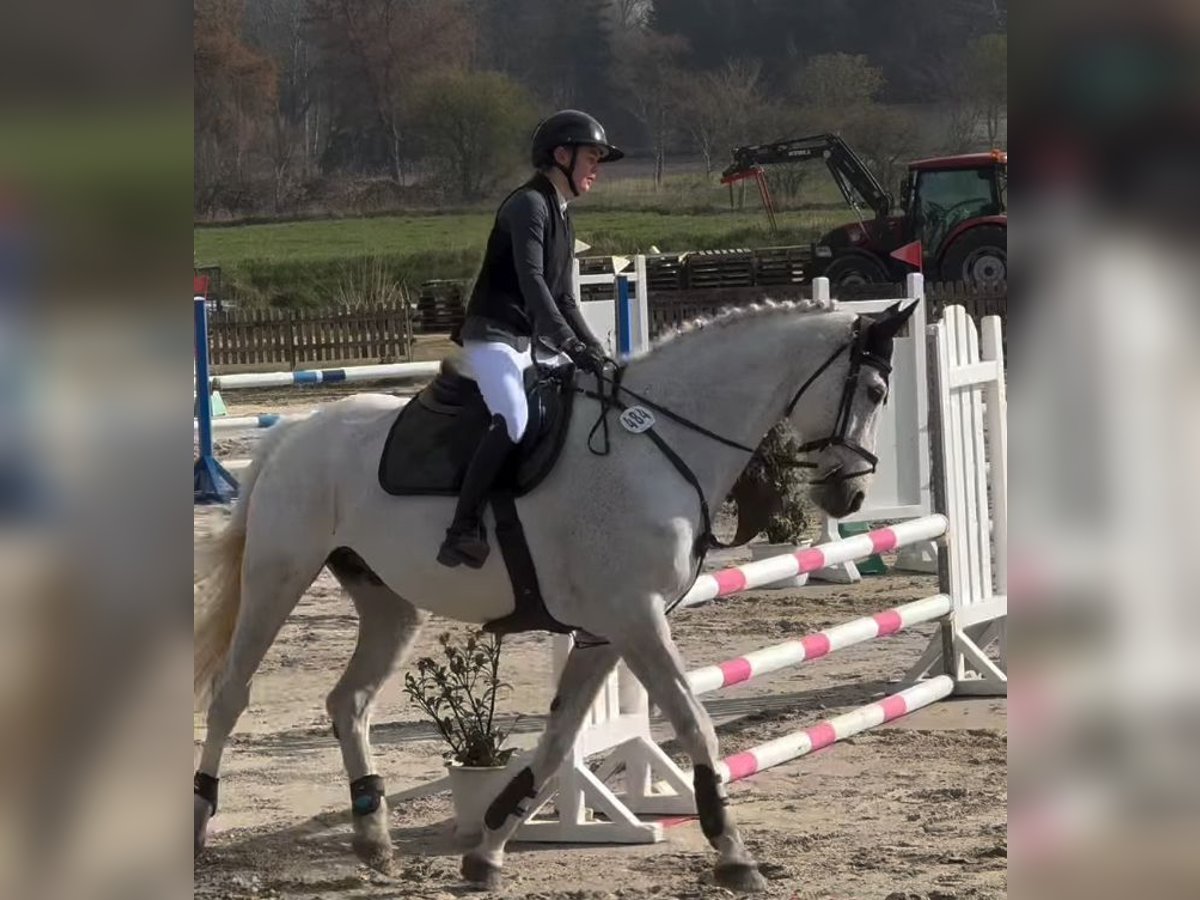 Mecklemburgo Caballo castrado 16 años 178 cm Tordo in S&#xFC;derheistedt
