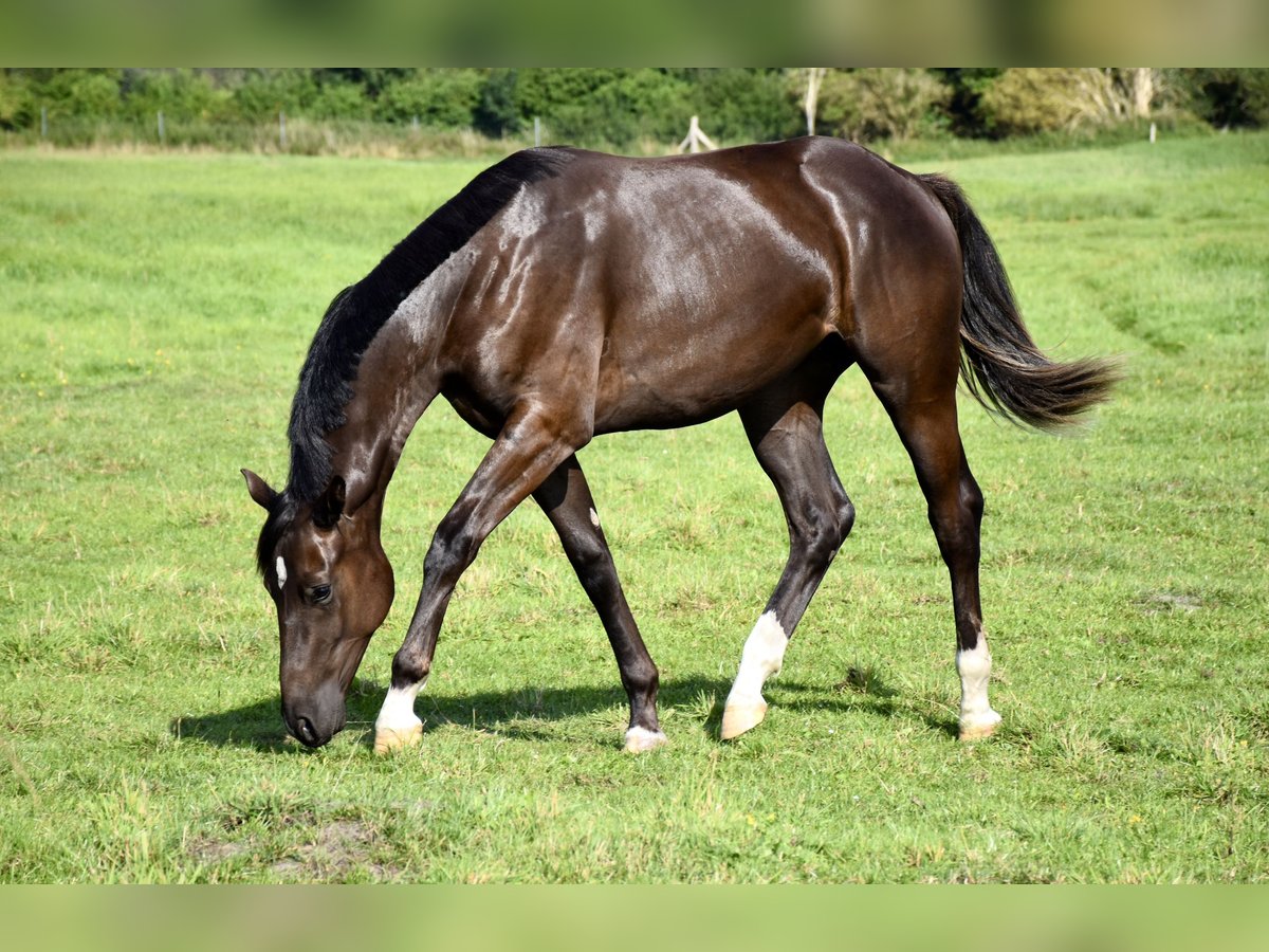 Mecklemburgo Caballo castrado 1 año Castaño oscuro in Moraas