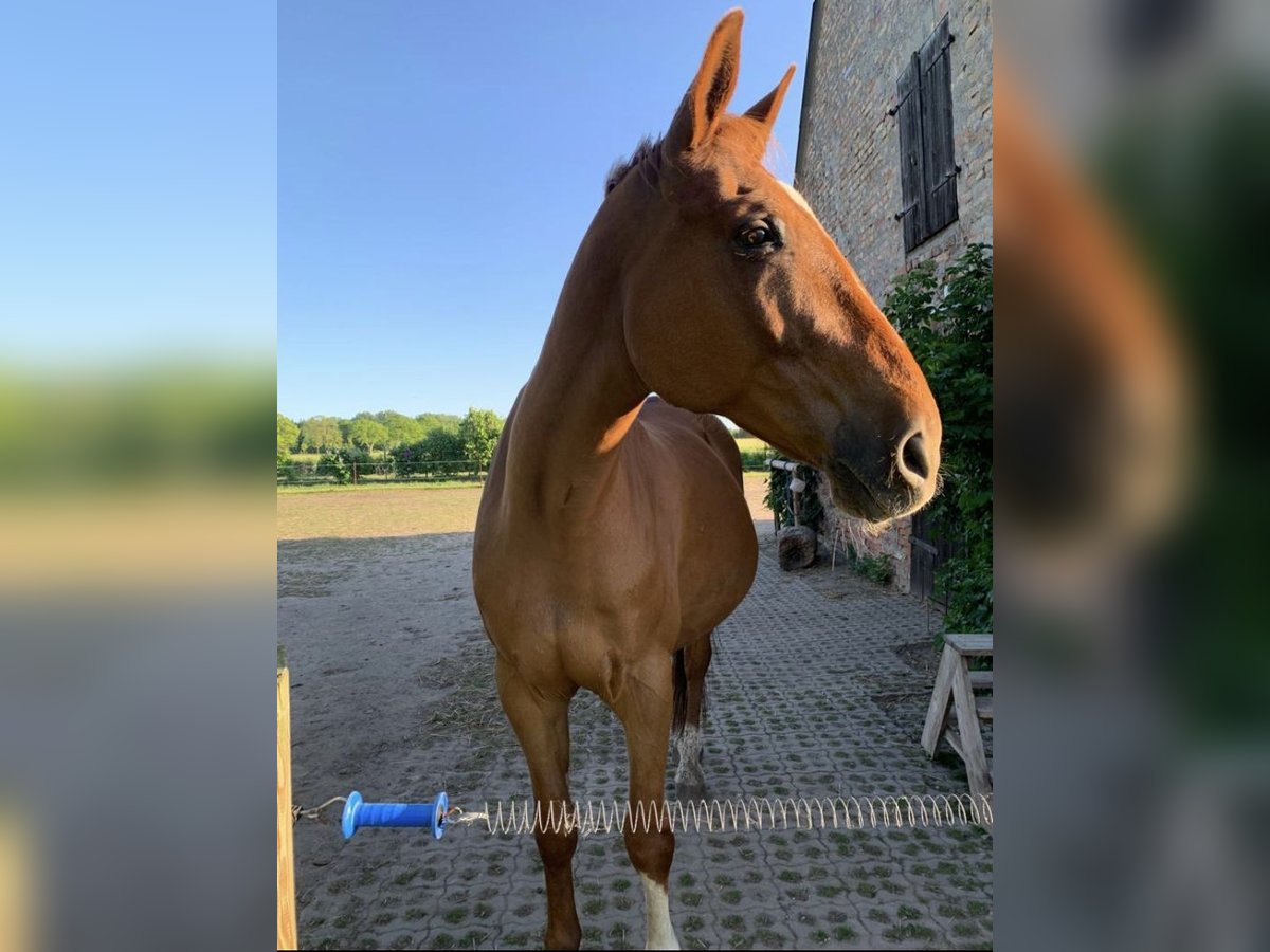 Mecklemburgo Caballo castrado 21 años 175 cm Alazán in Kluis