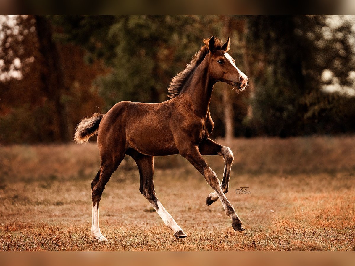 Mecklemburgo Caballo castrado 2 años 170 cm Castaño in Neuenstein