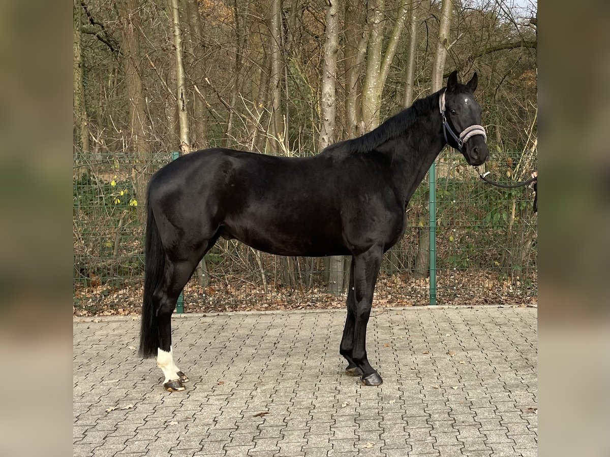 Mecklemburgo Caballo castrado 3 años 165 cm Negro in VerlVerl