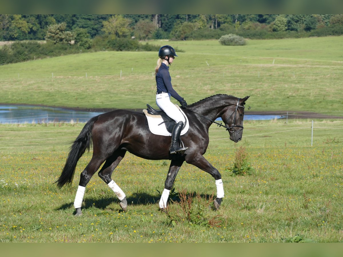 Mecklemburgo Caballo castrado 3 años 174 cm Negro in Ganschow