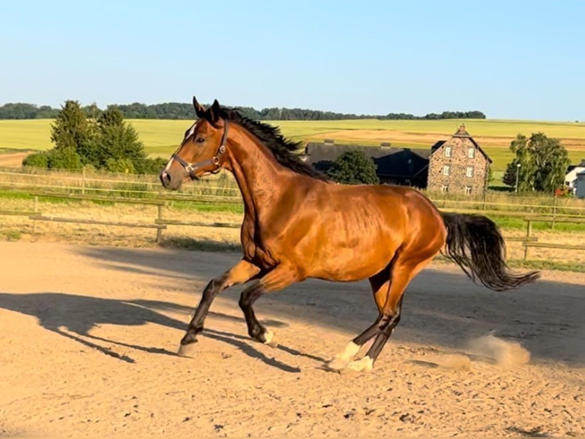 Mecklemburgo Caballo castrado 4 años 168 cm Castaño in Münstermaifeld