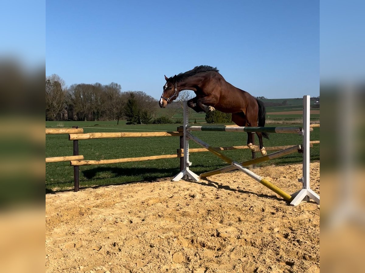 Mecklemburgo Caballo castrado 5 años 170 cm Castaño oscuro in Münstermaifeld