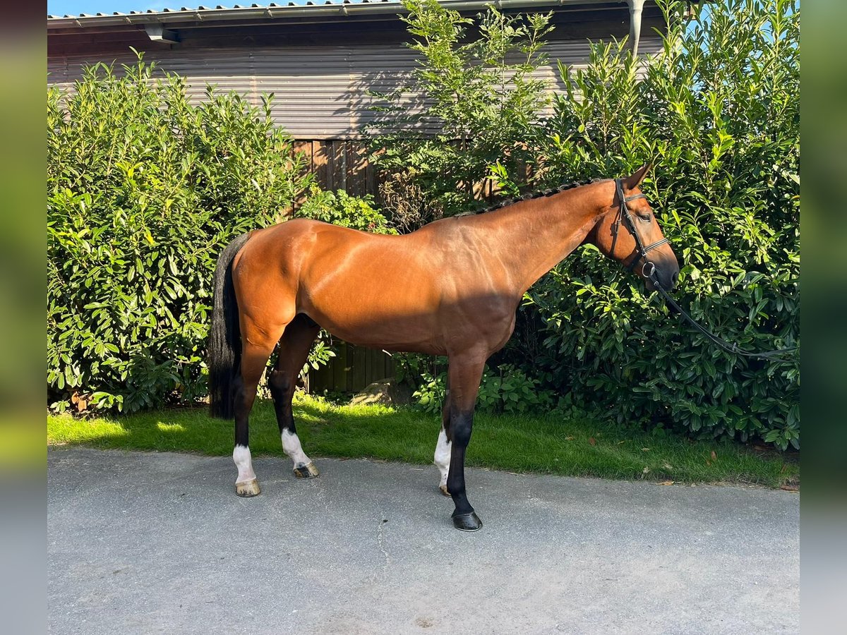 Mecklemburgo Caballo castrado 5 años 180 cm Castaño in Lüdersdorf