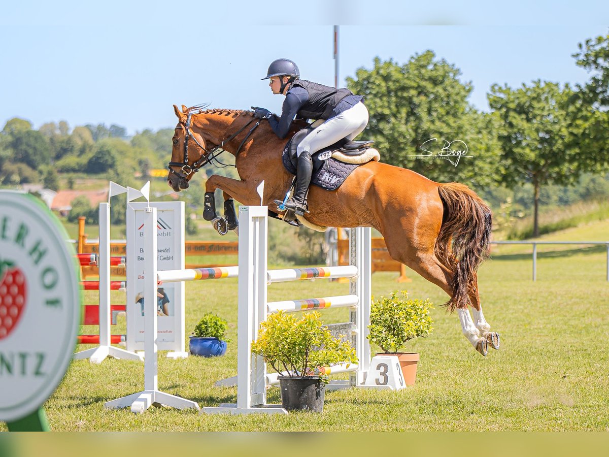 Mecklemburgo Caballo castrado 6 años 167 cm Alazán in Kirch Rosin