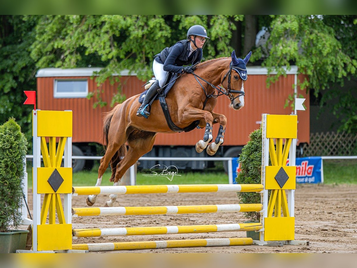 Mecklemburgo Caballo castrado 6 años 167 cm Alazán in Kirch Rosin