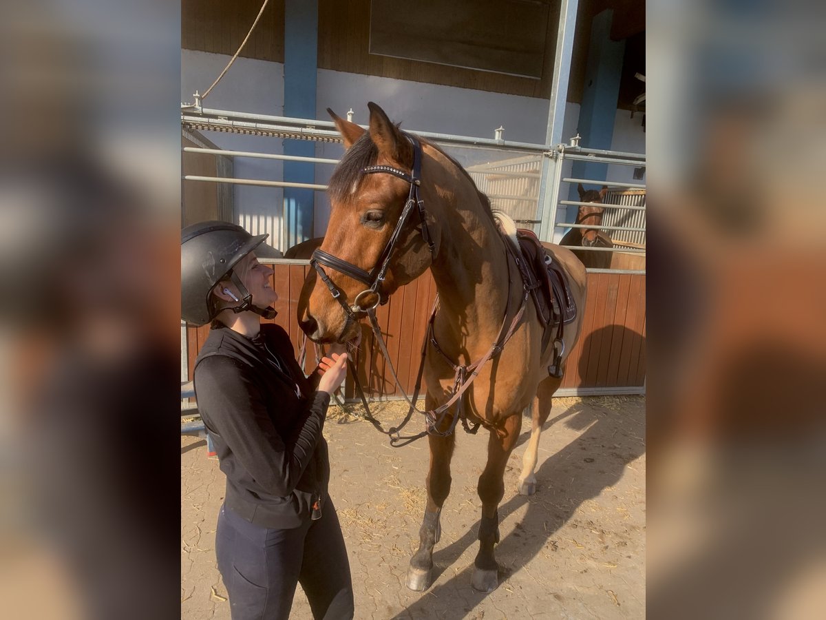 Mecklemburgo Caballo castrado 6 años 170 cm in Veitsbronn