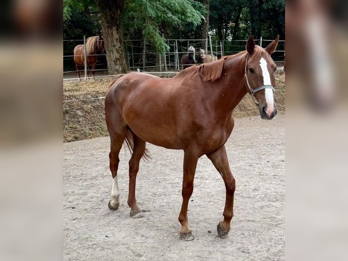 Mecklemburgo Caballo castrado 7 años 181 cm Alazán in Berlin