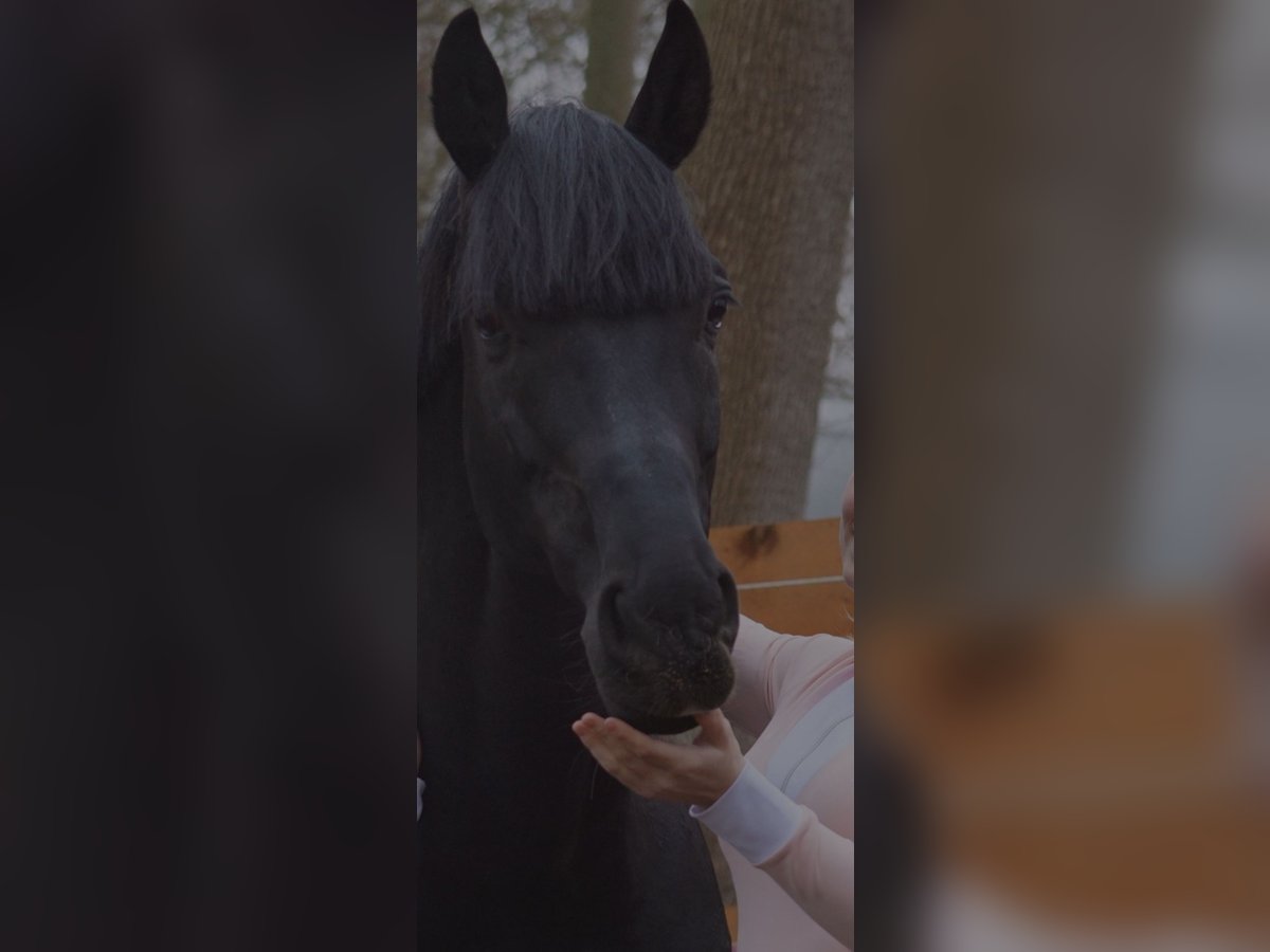 Mecklemburgo Caballo castrado 8 años 170 cm Negro in Eiterfeld