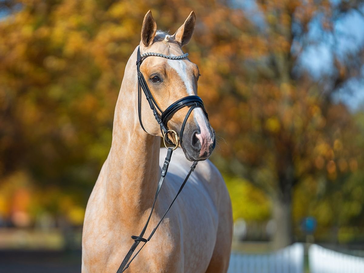 Mecklemburgo Semental 2 años 168 cm Palomino in Redefin