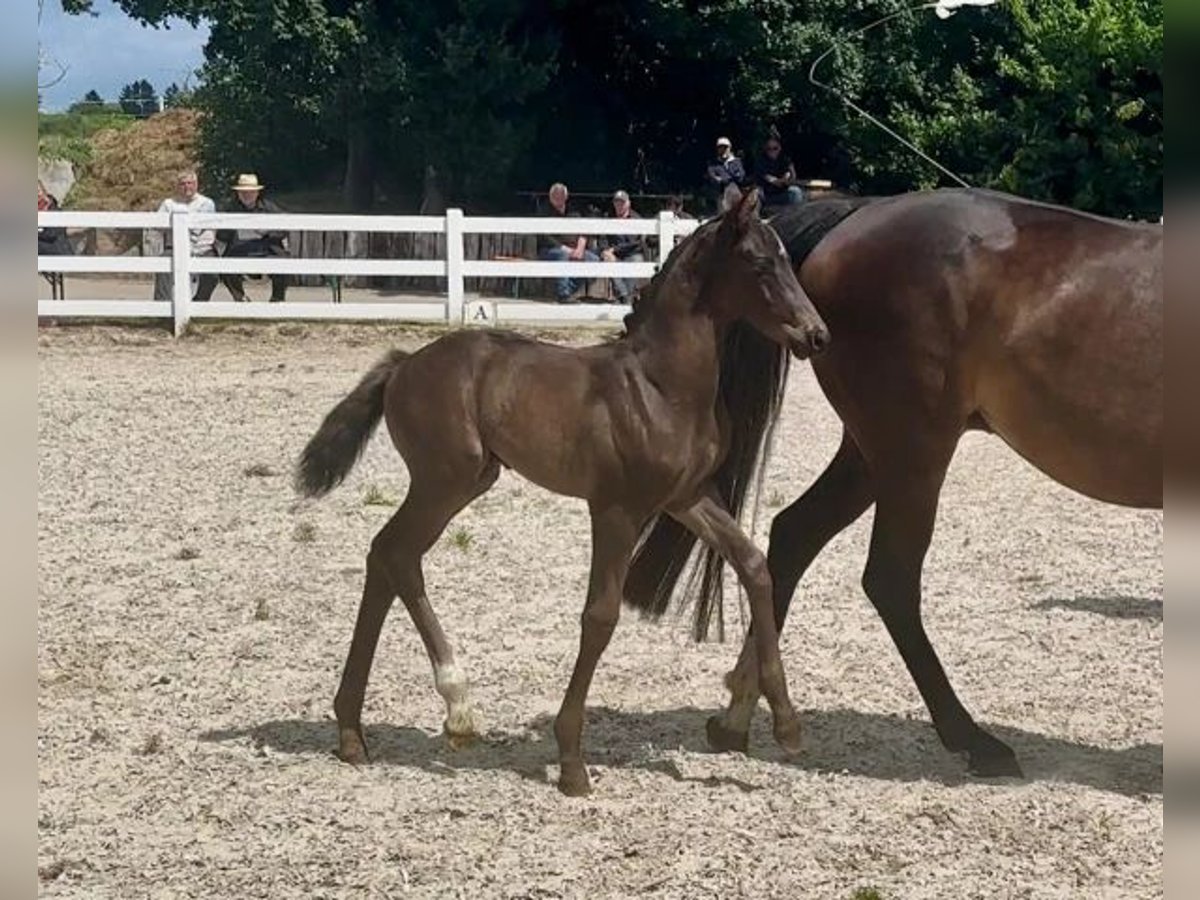 Mecklemburgo Semental  167 cm Morcillo in Korswandt