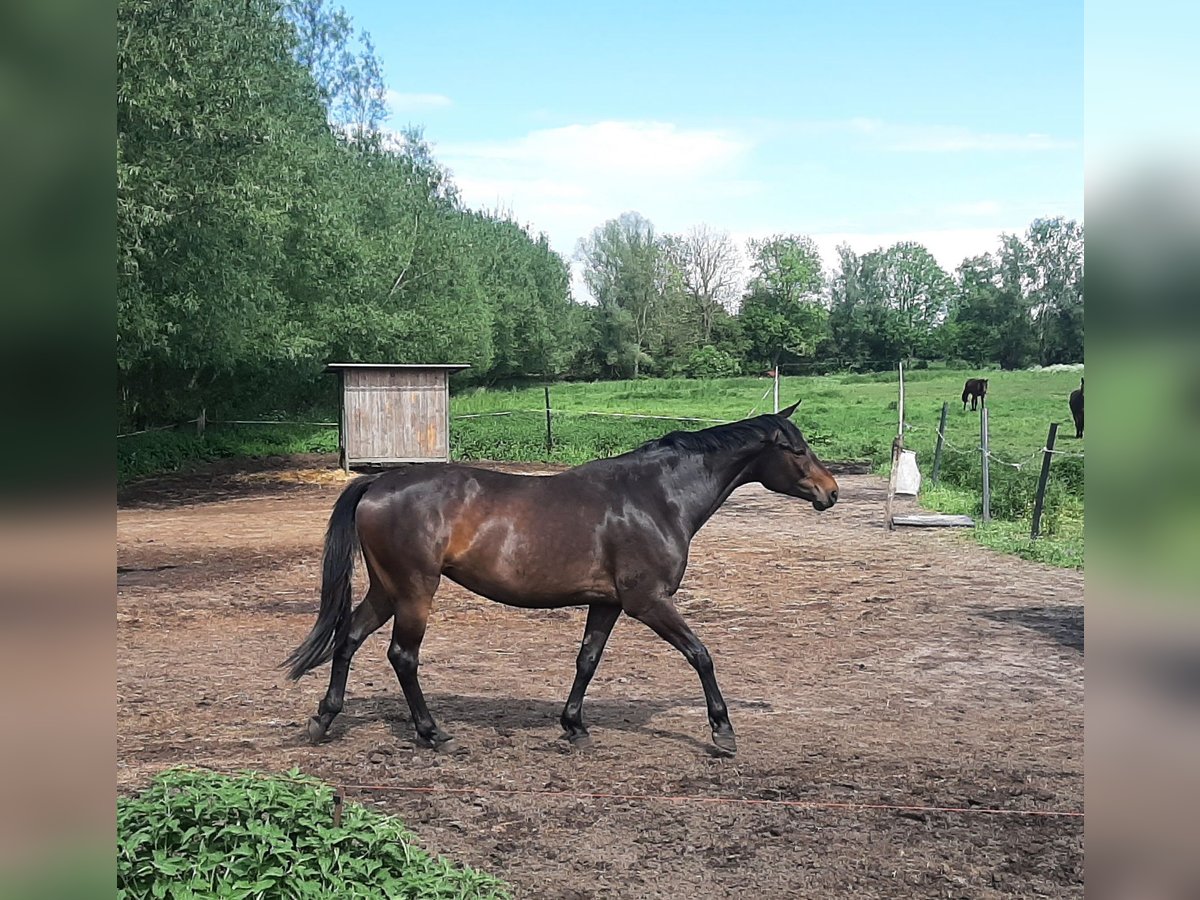 Mecklemburgo Yegua 4 años 170 cm Morcillo in VÖLschow