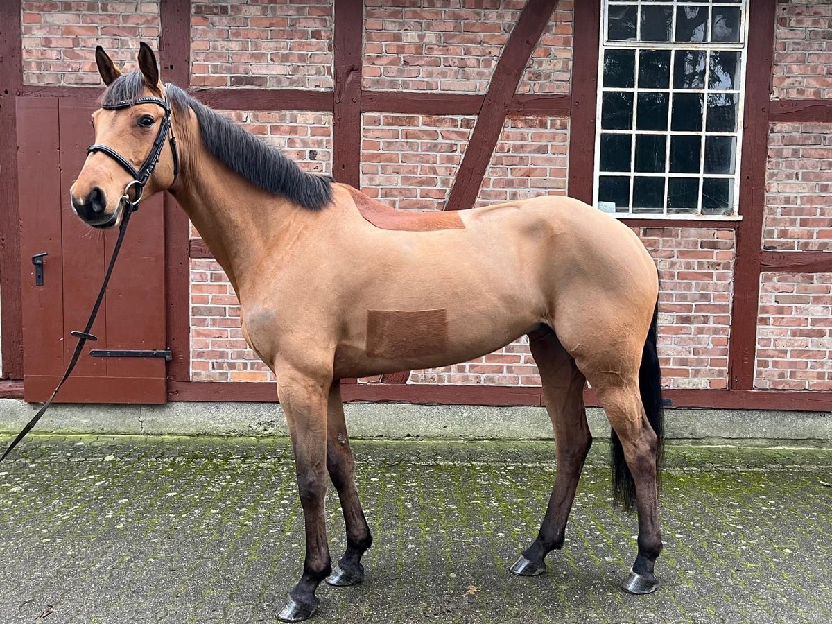 Mecklemburgo Yegua 6 años 165 cm Castaño in Lachendorf