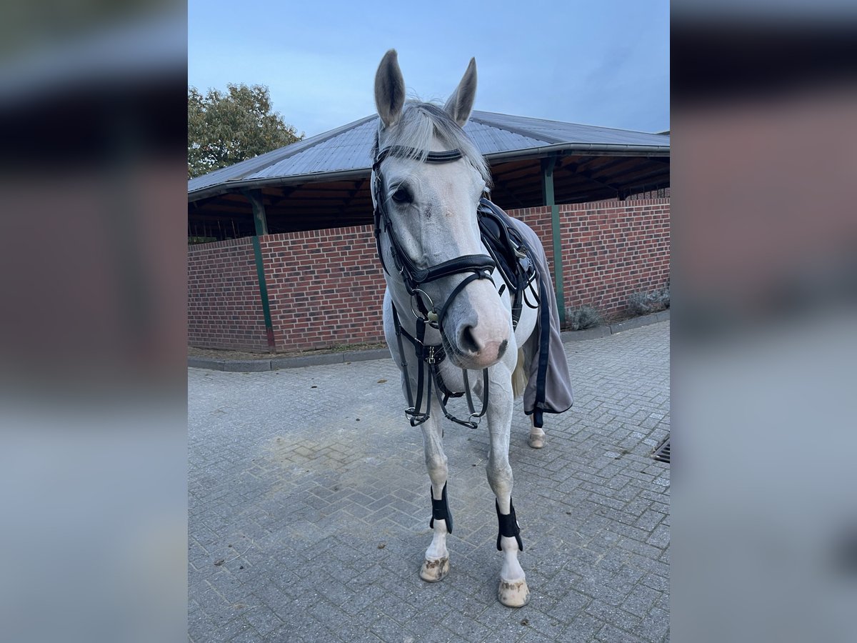 Mecklenburg Castrone 10 Anni 172 cm Grigio in Nettetal