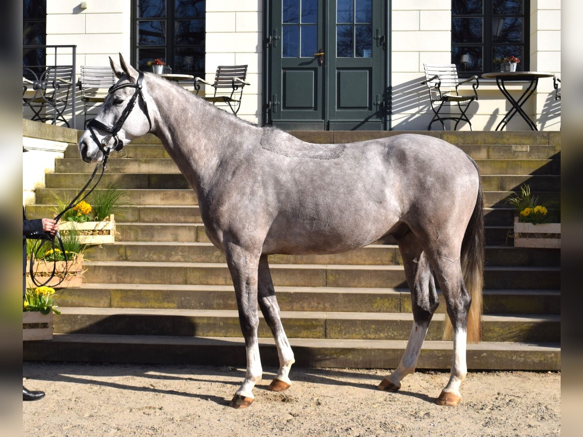 Mecklenburg Castrone 4 Anni 167 cm Grigio in REDEFIN