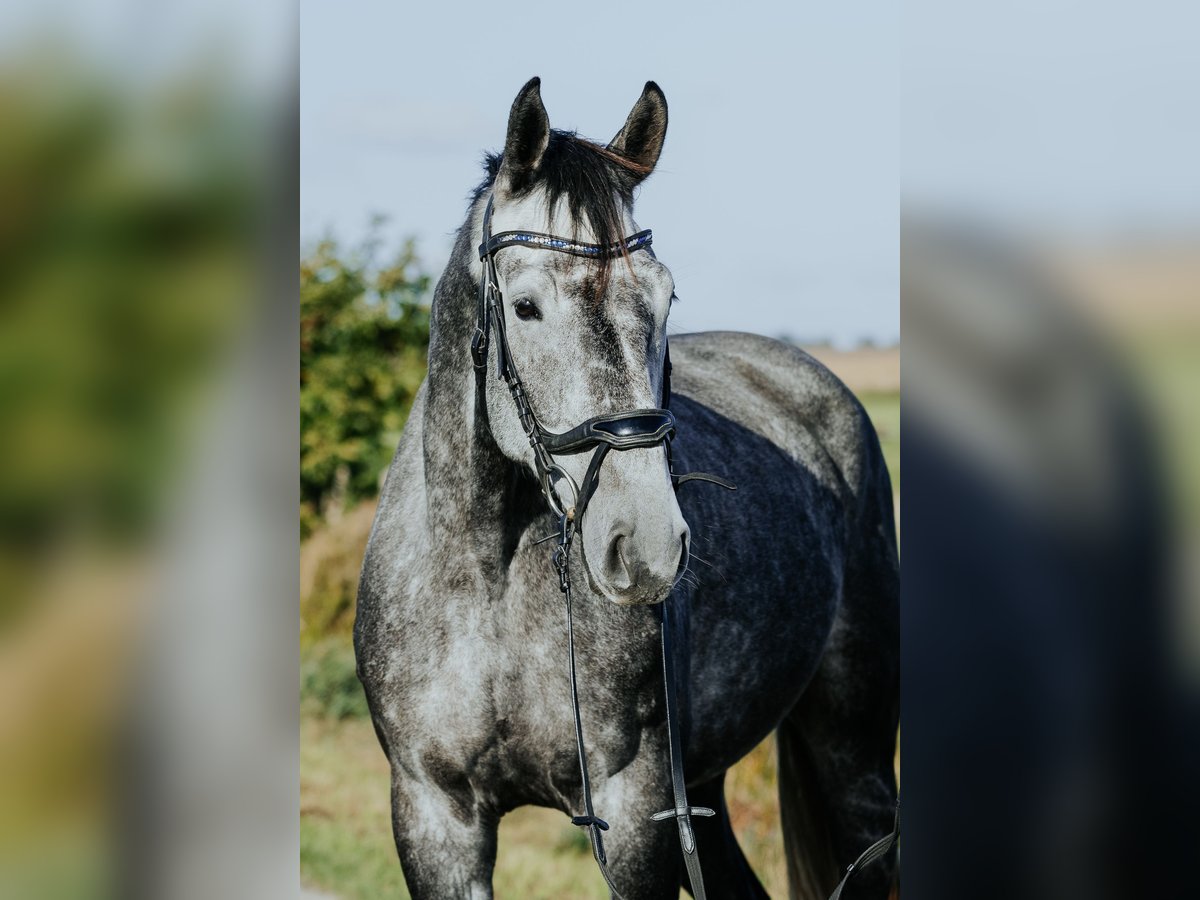 Mecklenburg Castrone 4 Anni 172 cm Grigio ferro in Oberkrämer