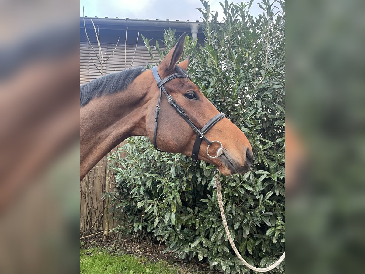 Mecklenburg Castrone 6 Anni 180 cm Baio in Lüdersdorf