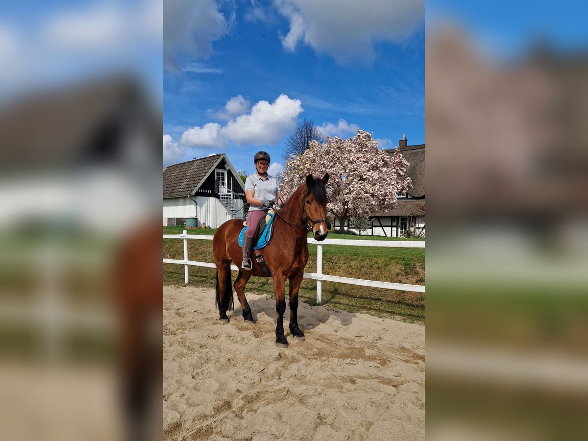 Mecklenburg Mix Castrone 7 Anni 166 cm Baio in Ratzeburg