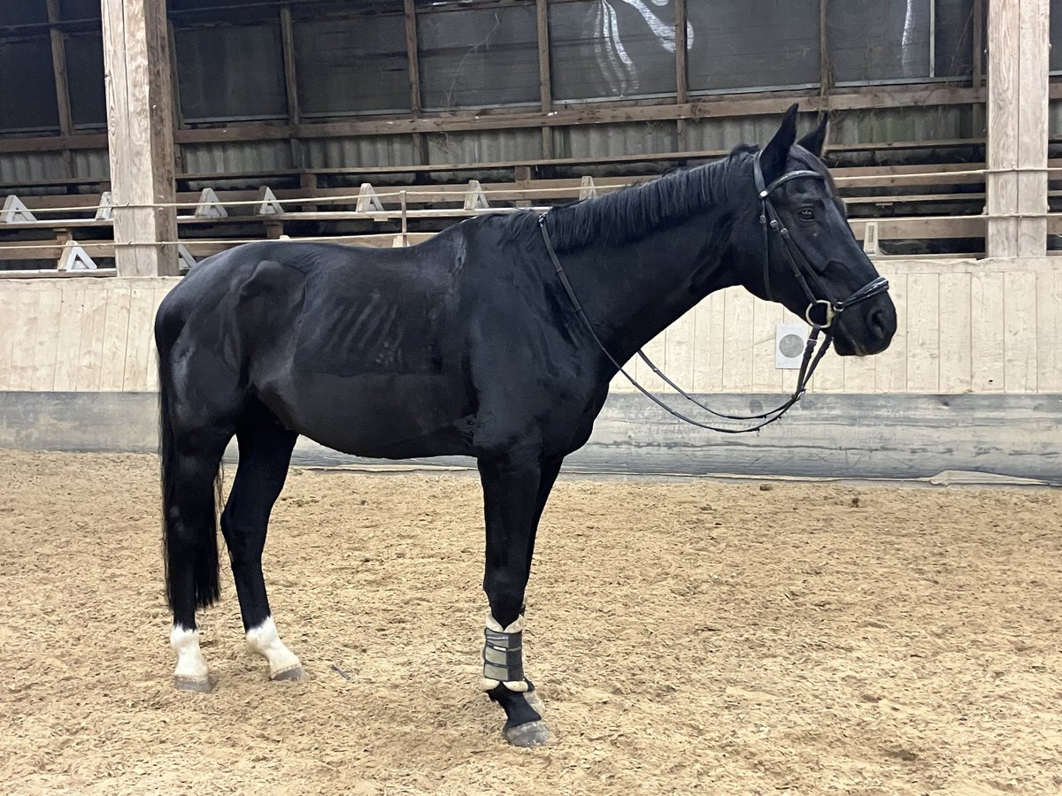 Mecklenburg Castrone 8 Anni 174 cm Morello in Emmendingen