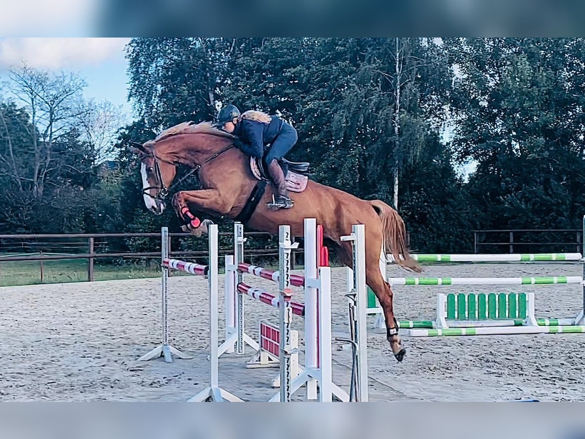 Mecklenburg Giumenta 11 Anni 177 cm Sauro in Bad Doberan