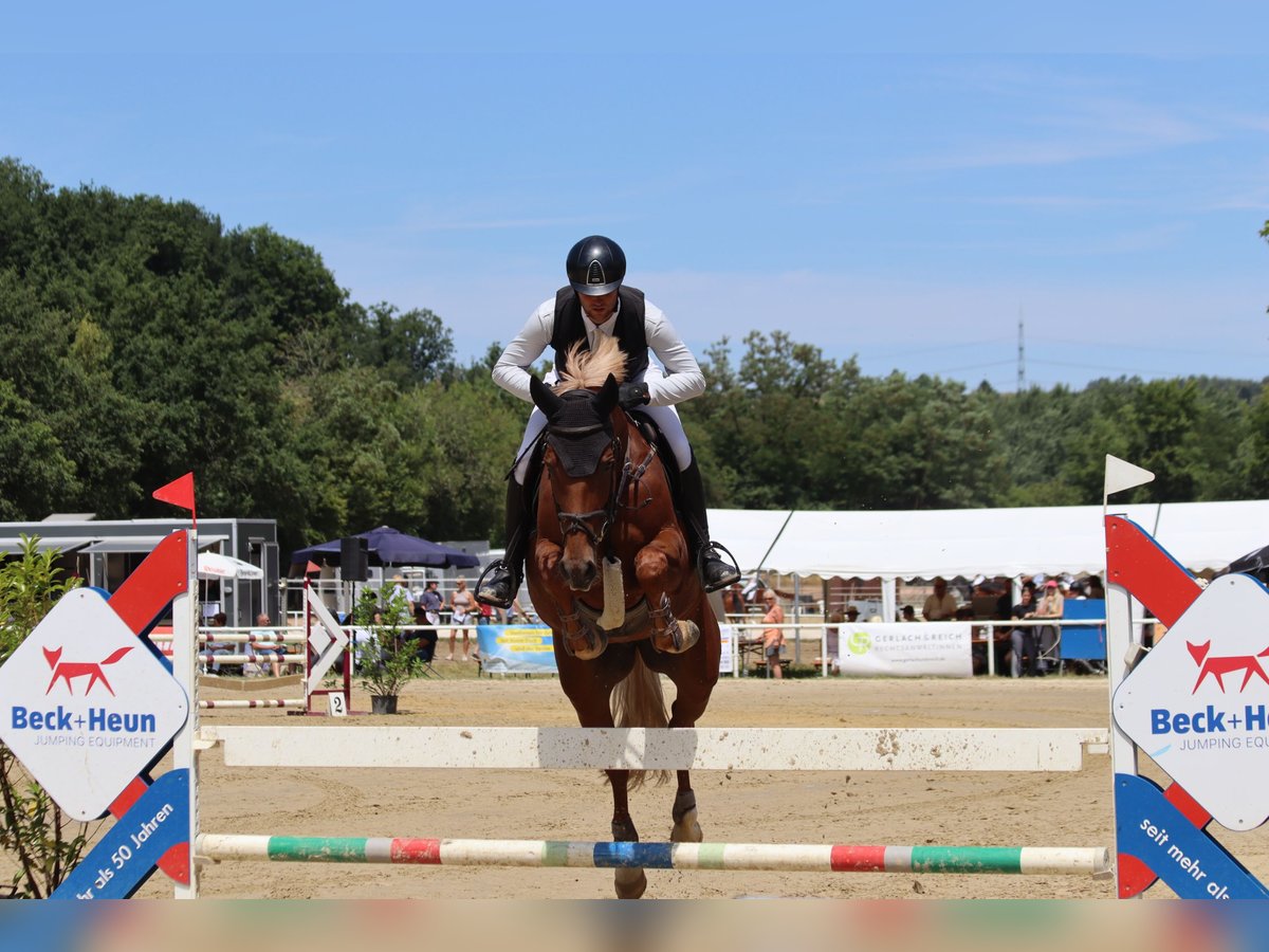 Mecklenburg Giumenta 12 Anni 167 cm Sauro in Kirkel