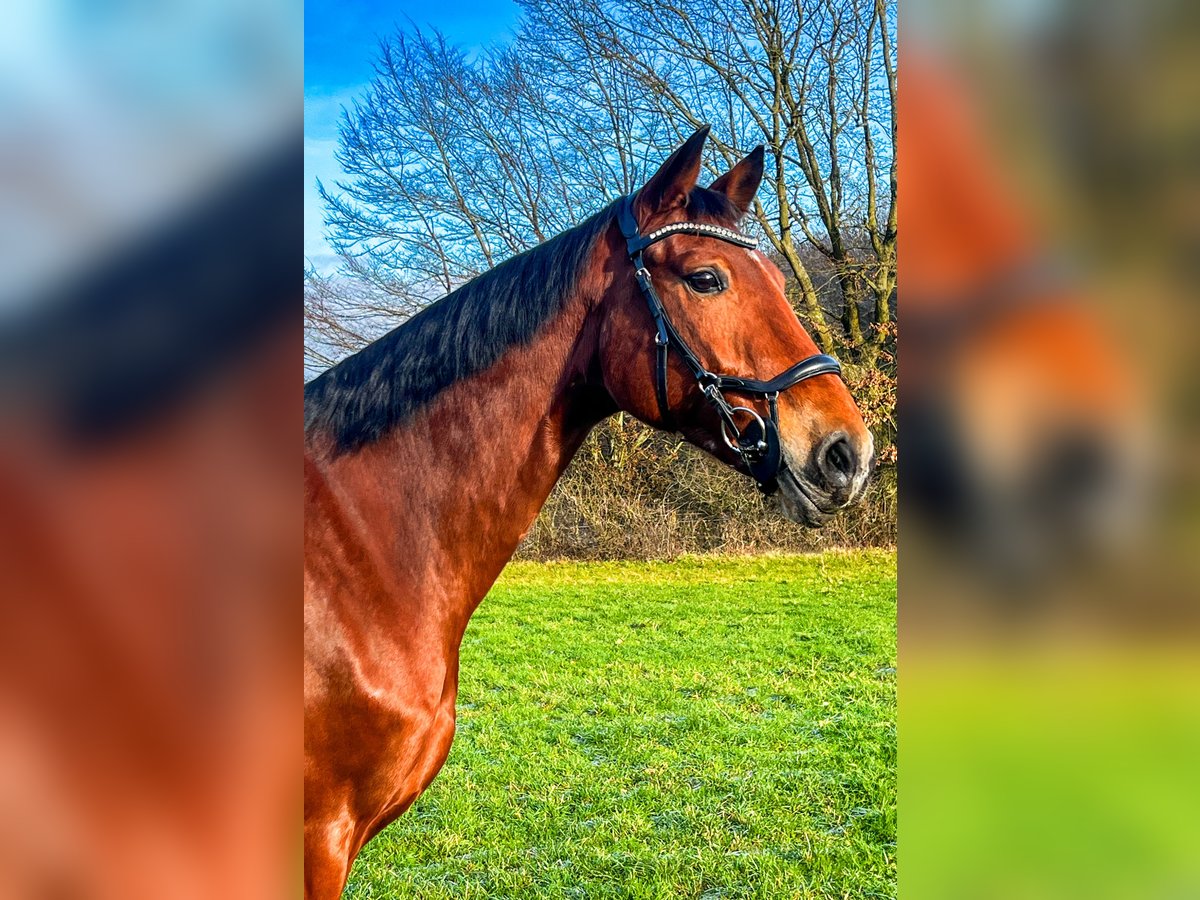 Mecklenburg Giumenta 12 Anni 174 cm Baio in Galenberg