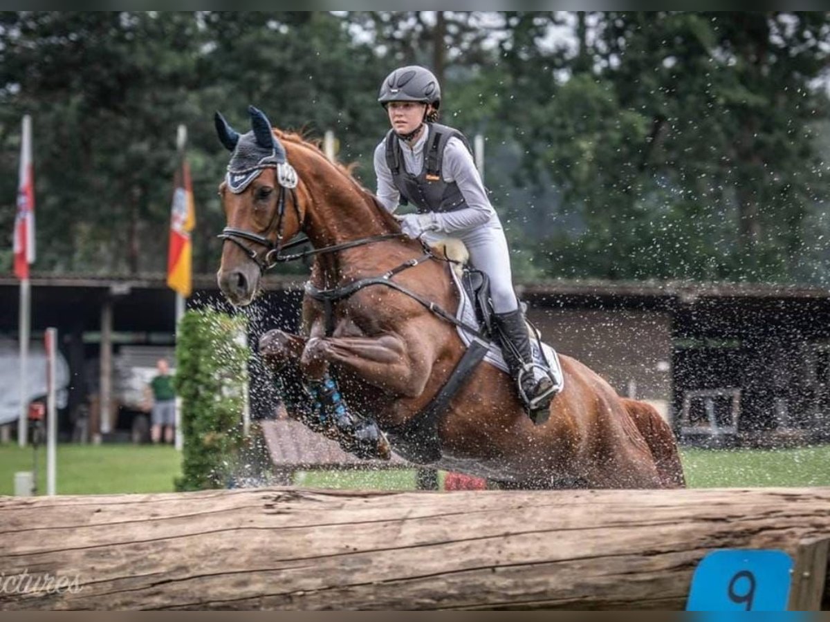 Mecklenburg Giumenta 13 Anni in Barth