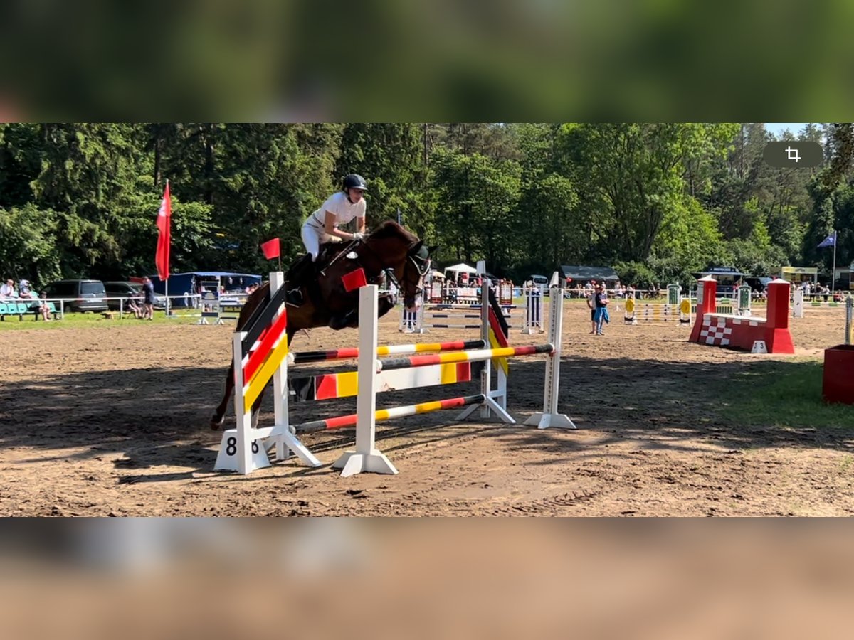 Mecklenburg Giumenta 14 Anni Sauro scuro in Barth