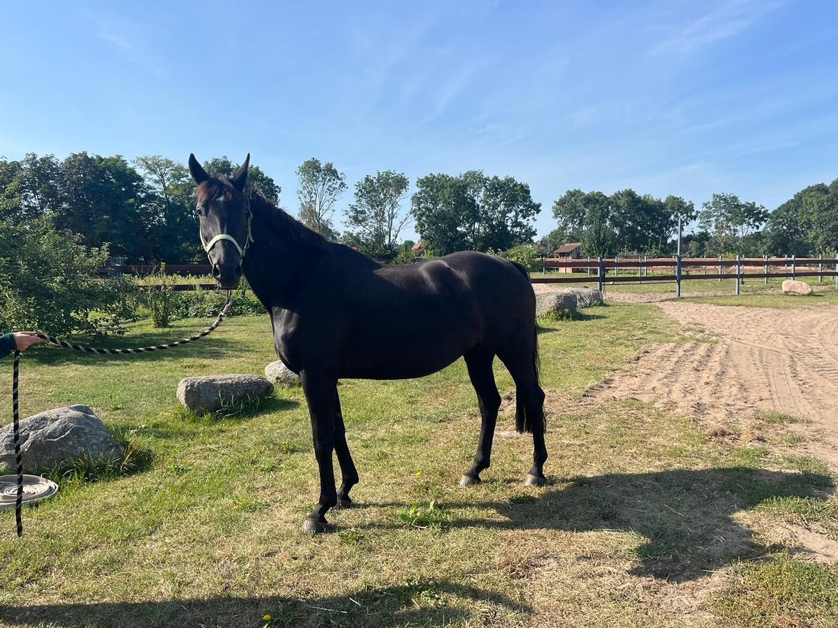 Mecklenburg Giumenta 15 Anni 167 cm Baio nero in Polzow