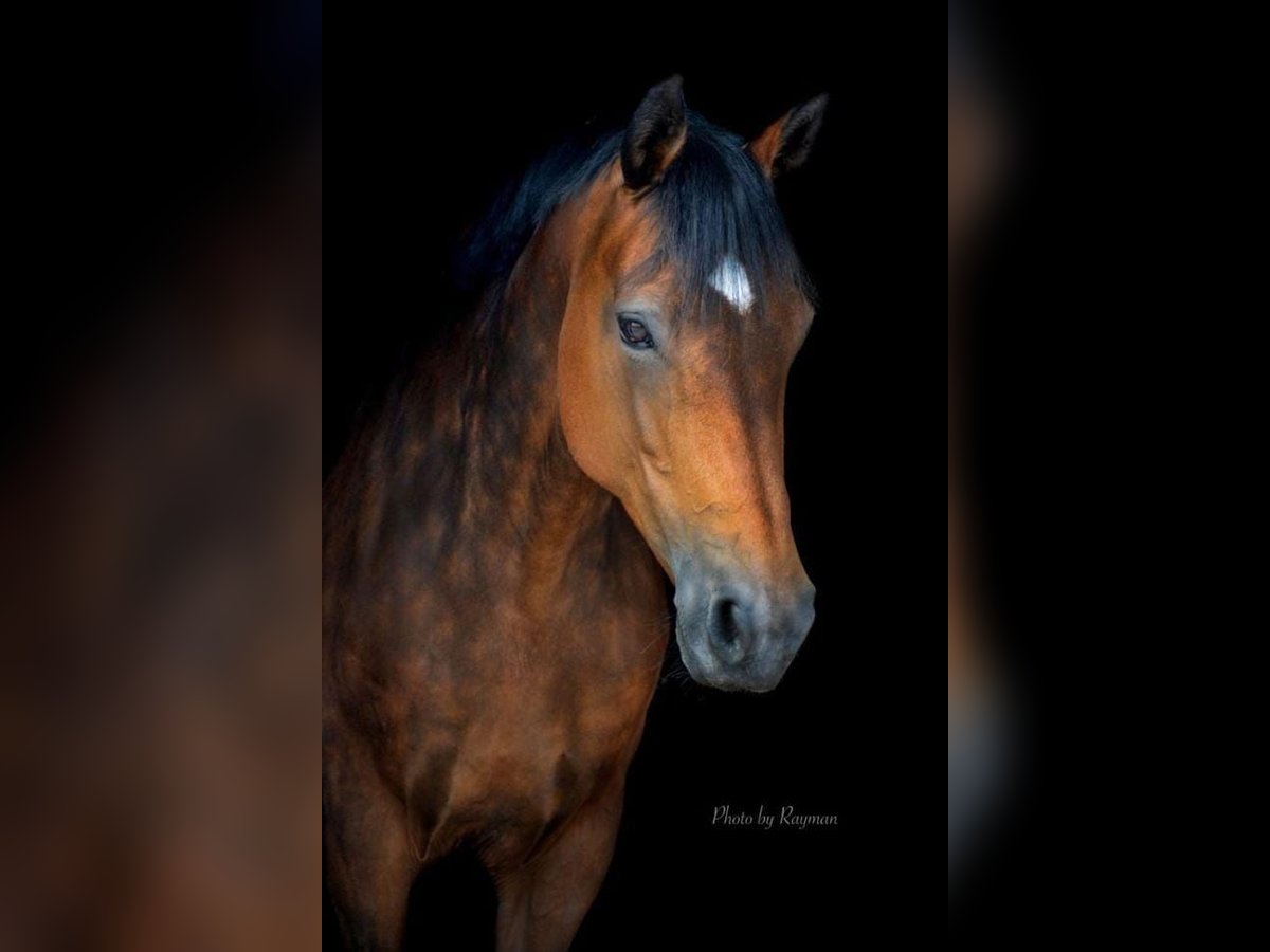 Mecklenburg Giumenta 19 Anni 163 cm Baio in Wilhermsdorf