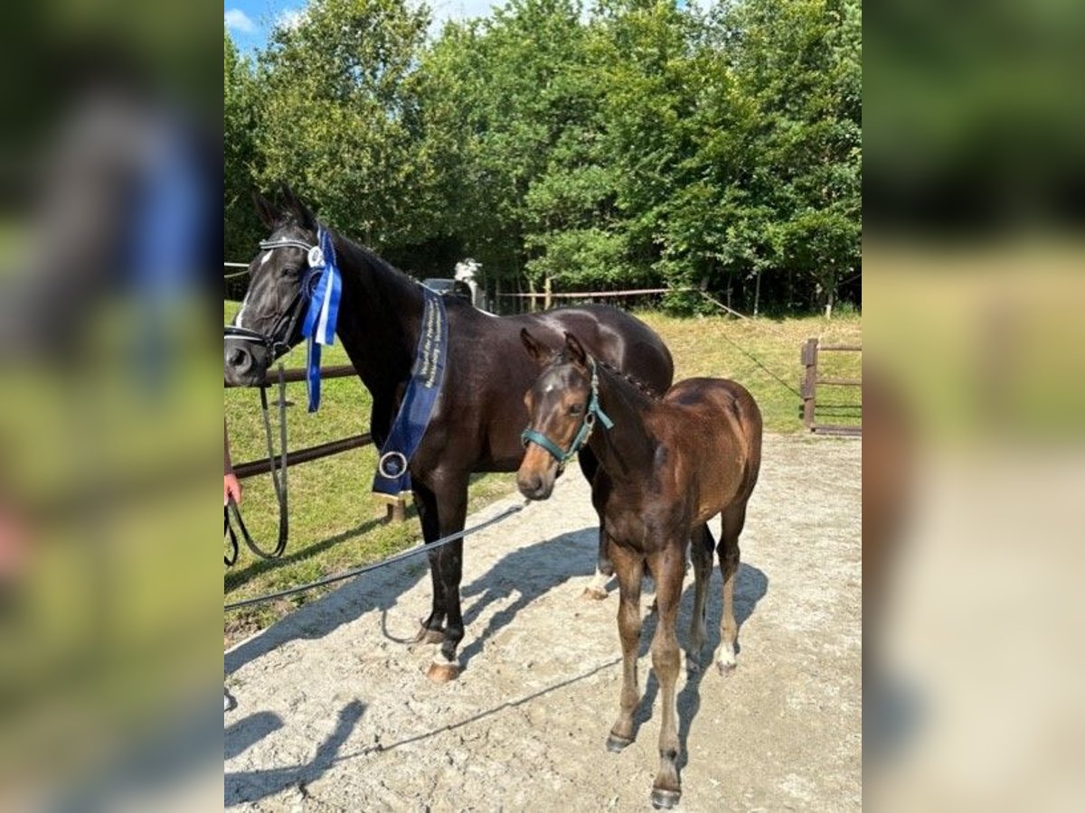 Mecklenburg Giumenta 1 Anno Baio scuro in Loddin