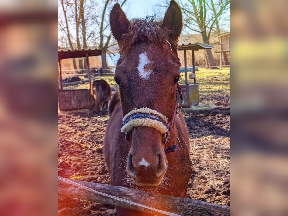 Mecklenburg Giumenta 2 Anni 168 cm Sauro in Oberkrämer