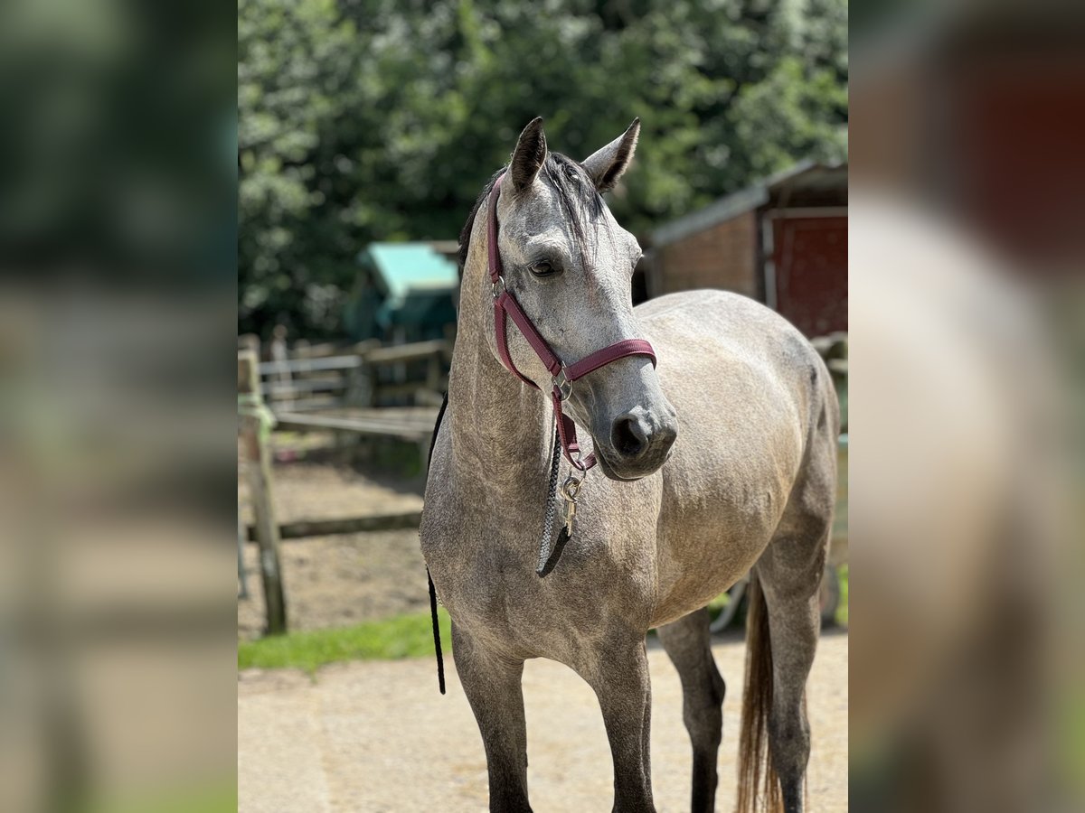 Mecklenburg Giumenta 4 Anni 160 cm Grigio pezzato in Düsseldorf