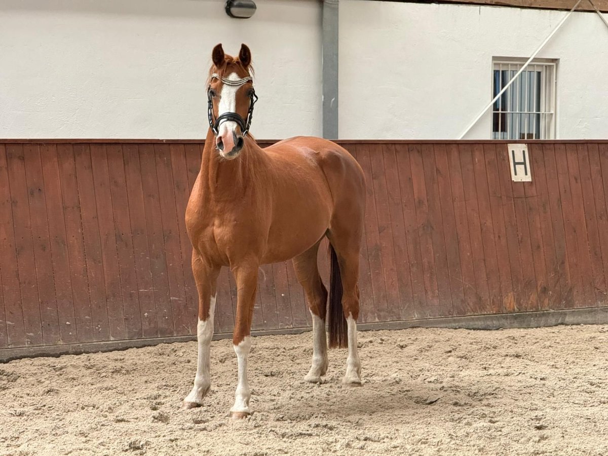 Mecklenburg Giumenta 4 Anni 161 cm Sauro in Polzow