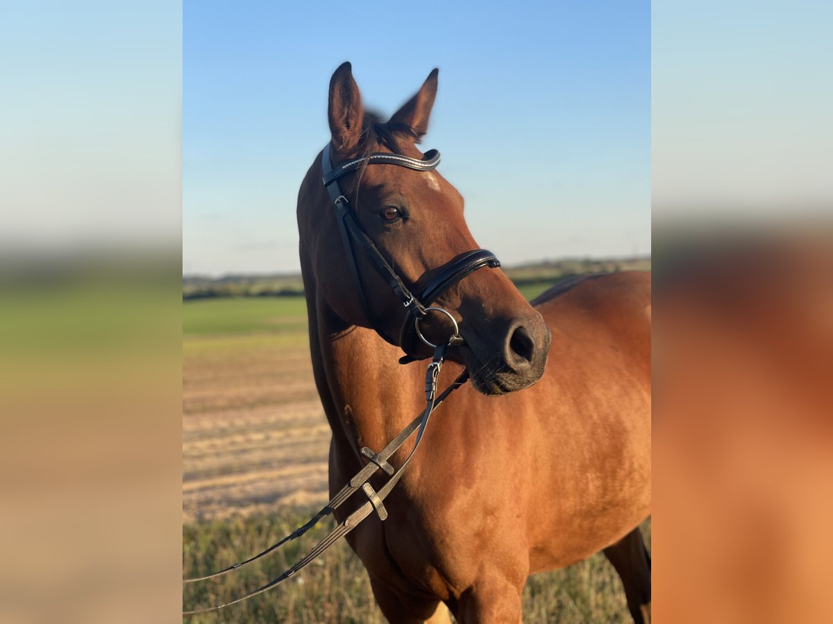 Mecklenburg Giumenta 5 Anni 161 cm Baio in Lupendorf