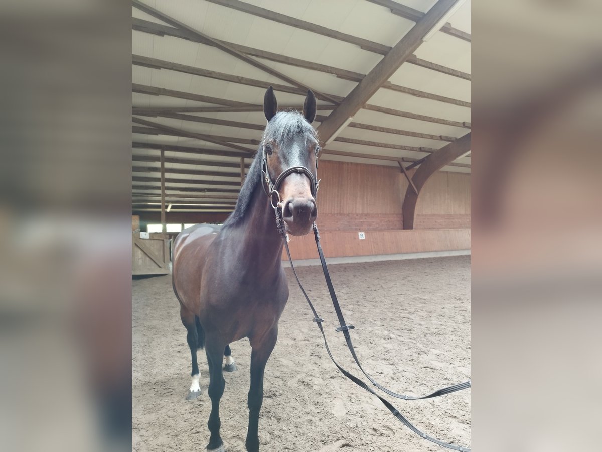 Mecklenburg Giumenta 5 Anni 163 cm Baio in Putbus