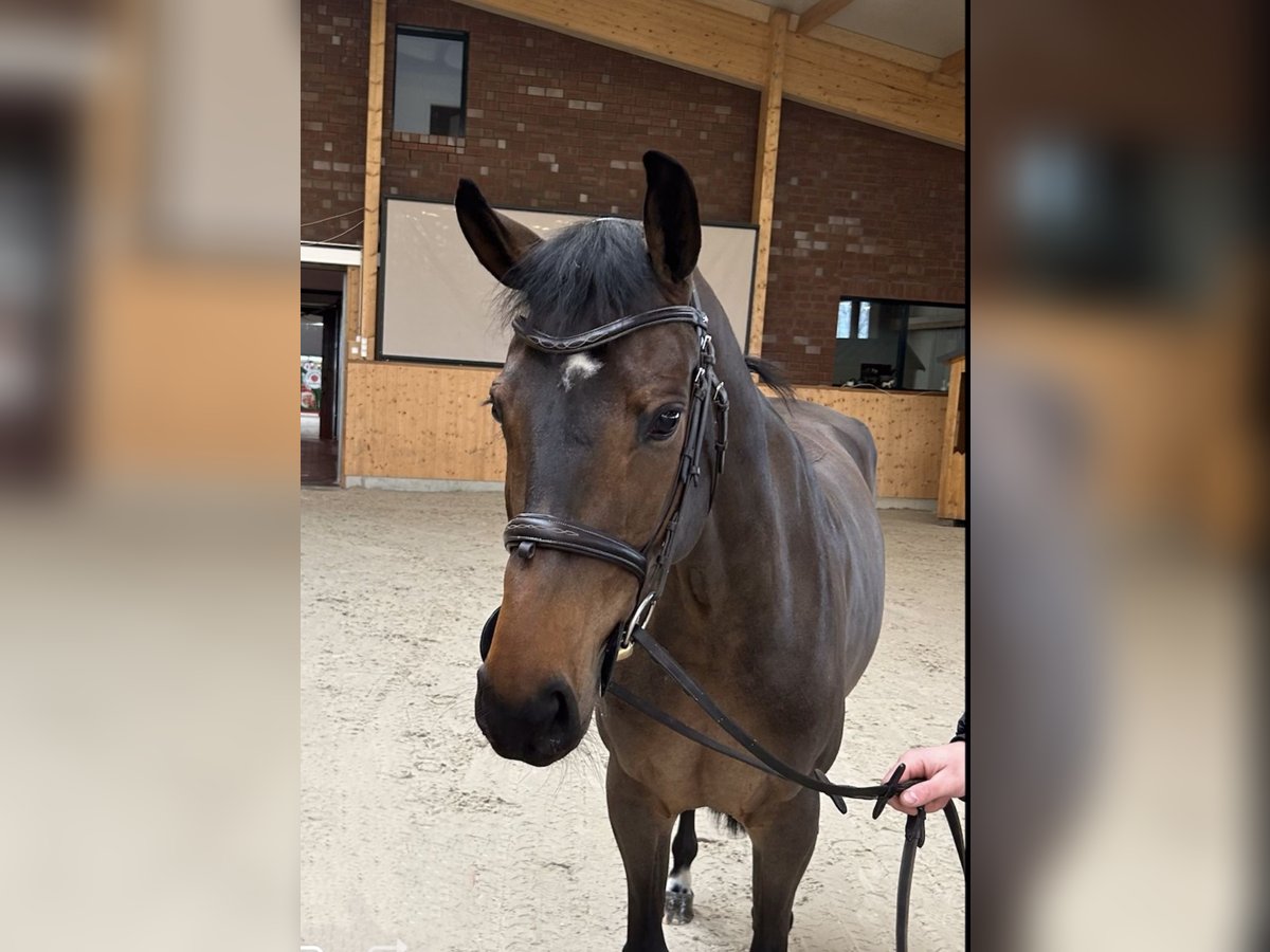 Mecklenburg Giumenta 5 Anni 166 cm Baio scuro in Hohen Wieschendorf