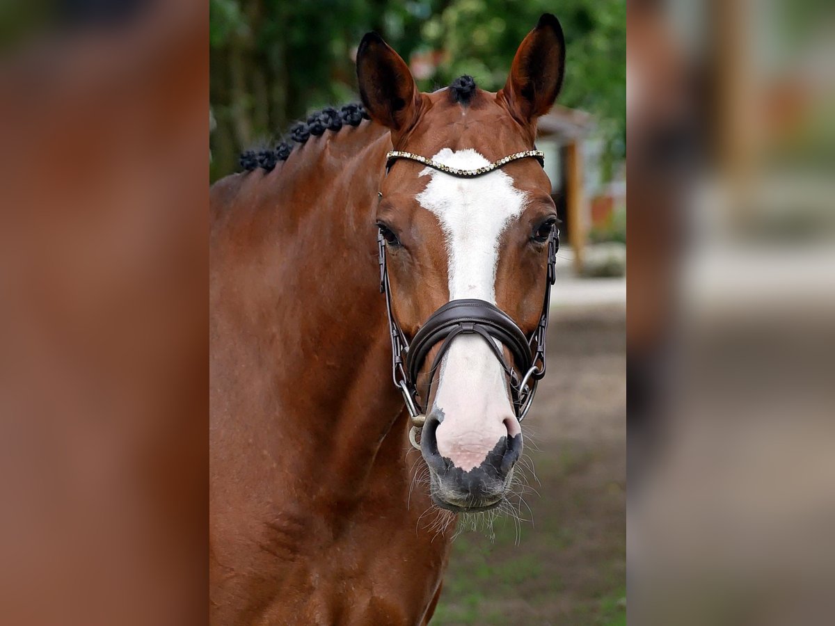 Mecklenburg Giumenta 7 Anni 168 cm Baio chiaro in Bad Wörishofen