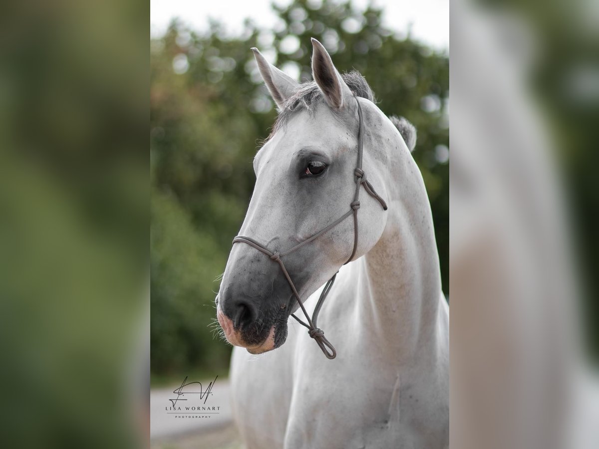 Mecklenburg Giumenta 9 Anni 172 cm Grigio pezzato in Katzenelnbogen