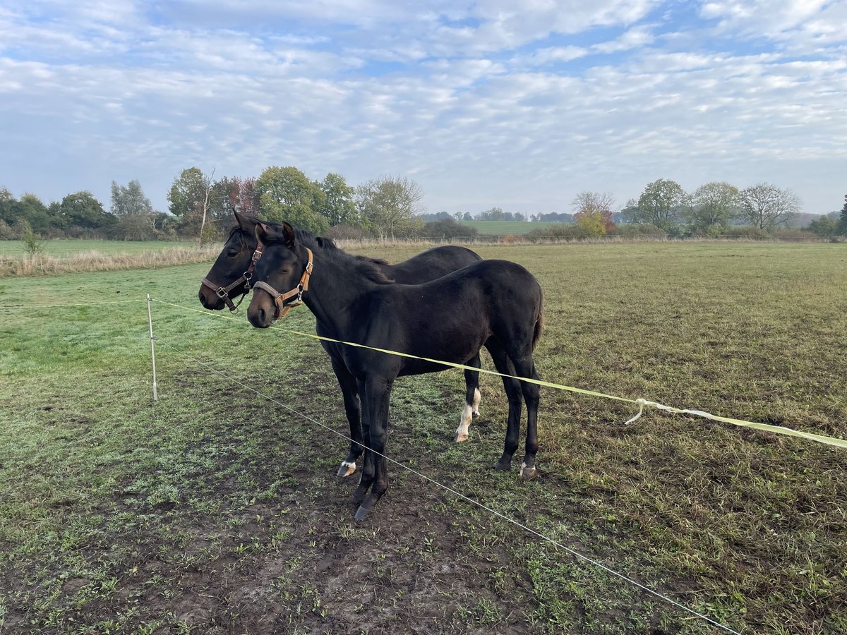 Mecklenburg Stallone 1 Anno Baio nero in Dreschvitz